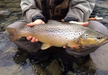  Foto de Pesca con Mosca de Sea-Trout (Trucha Marrón Anádroma) compartida por Michelle Nordenflycht – Fly dreamers