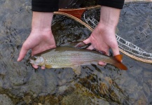 Fly-fishing Image of Grayling shared by Lukas Bauer – Fly dreamers