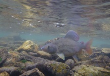 Lukas Bauer 's Fly-fishing Photo of a Grayling – Fly dreamers 