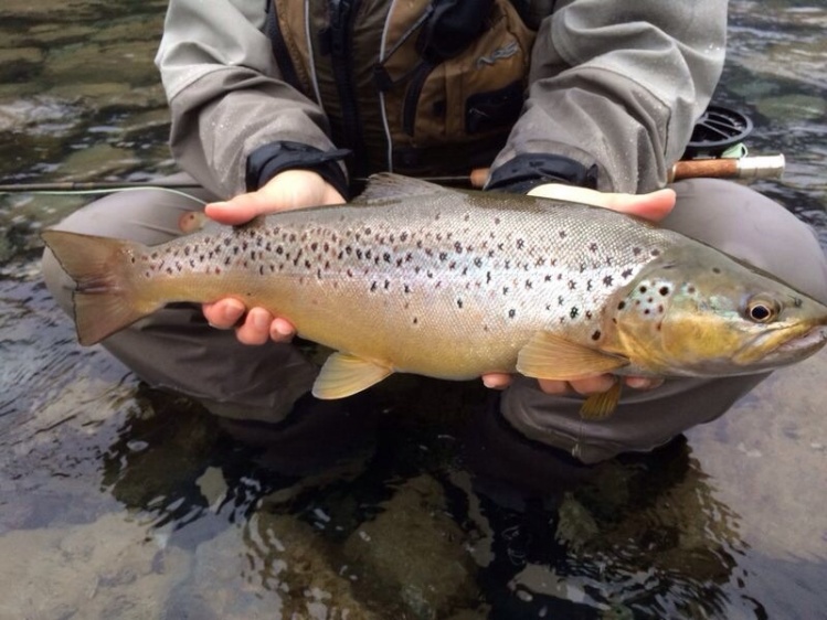 Pesca de hoy Río Puelo