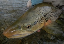 Brendan Shields   ( Guide ) 's Fly-fishing Pic of a Salmo fario – Fly dreamers 