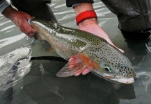 Fly-fishing Photo of trucha fontinalis shared by Brendan Shields   ( Guide ) – Fly dreamers 
