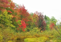 Fall Splendor~