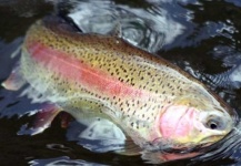 sagebrush trout