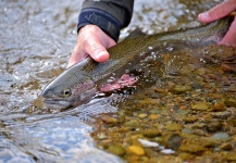  Fotografía de Pesca con Mosca de Trucha arcoiris por Ted Bryant – Fly dreamers 