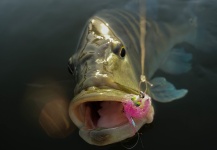 Breno Ballesteros 's Fly-fishing Photo of a Peacock Bass – Fly dreamers 