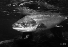 Fly fishing in Spain