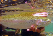 Limay River Lodge 's Fly-fishing Pic of a Rainbow trout – Fly dreamers 