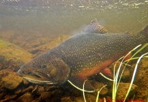 Richard Majeau 's Fly-fishing Picture of a brook charr – Fly dreamers 