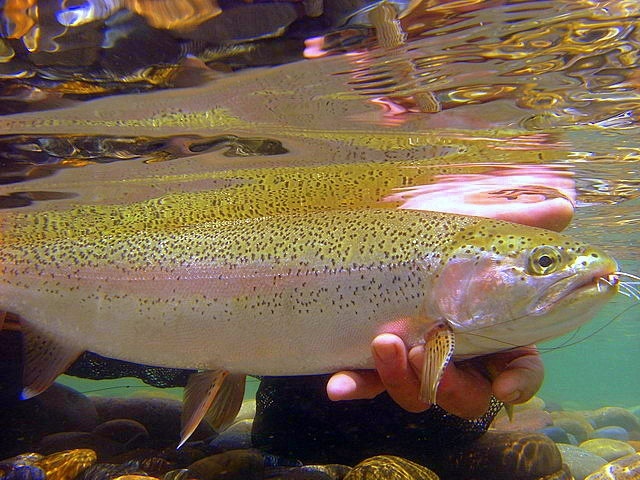 Limay River Lodge !!!
Great underwarter pic of a Limay rainbow that took this Chernobyl ant !!!!