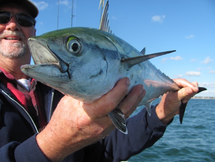 False Albacore Cape Cod