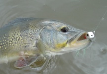  Fotografía de Pesca con Mosca de Tucunare - Pavón por Caio  Junqueira – Fly dreamers 