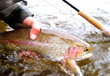 Fly-fishing Image of Rainbow trout shared by Mark Steudel | Fly dreamers