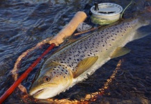 Matthew Deegan 's Fly-fishing Pic of a Brown trout – Fly dreamers 
