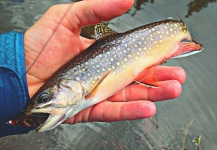  Foto de Pesca con Mosca de speckled trout compartida por Duranglers Flies And Supplies – Fly dreamers