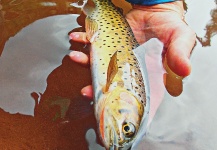 Duranglers Flies And Supplies 's Fly-fishing Picture of a Coastal cutthroat – Fly dreamers 