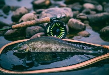  Captura de Pesca con Mosca de Grayling por Arek Kubale – Fly dreamers