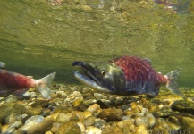  Foto de Pesca con Mosca de Salmón Sockeye compartida por Russ R – Fly dreamers