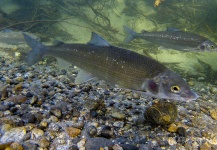  Imagen de Pesca con Mosca de Whitefish por Russ R – Fly dreamers