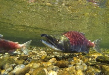 Fly-fishing Pic of Sockeye salmon shared by Russ R – Fly dreamers 