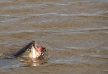 Ignacio Silva 's Fly-fishing Photo of a Blue Wolf Fish – Fly dreamers 