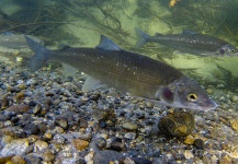 Russ R 's Fly-fishing Image of a Whitefish – Fly dreamers 