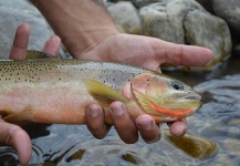 Terence Reynolds 's Fly-fishing Picture of a Cutthroat – Fly dreamers 