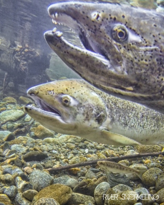 They don't call them kings for nothing. This spawning pair allowed me to take their portrait. After which I made a respectful exit.