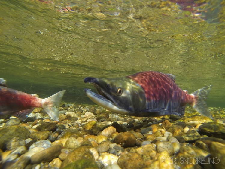 Sockeye Salmon on the spawning grounds. These hearty little salmon came a very long ways to this wild river in the mountains.