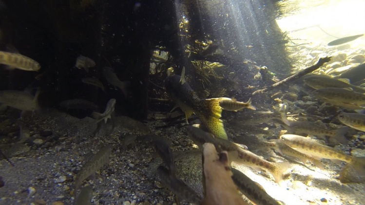 Rainbow trout schooled up below spawning salmon. This stump provided cover and ambush opportunity for these hungry fish. 