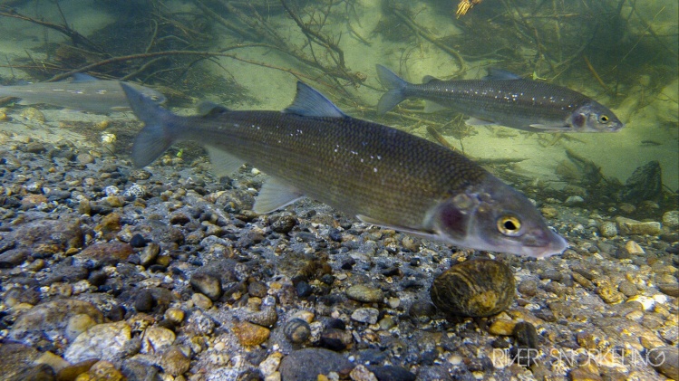 Mountain Whitefish schooled up in heavy woody debris. All fish love wood!