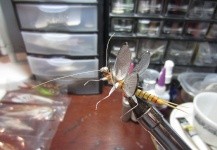 New Stone Fly Ties (Perlidae)