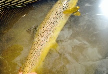 Some of Antelope Creek Lodge's Brown Trout