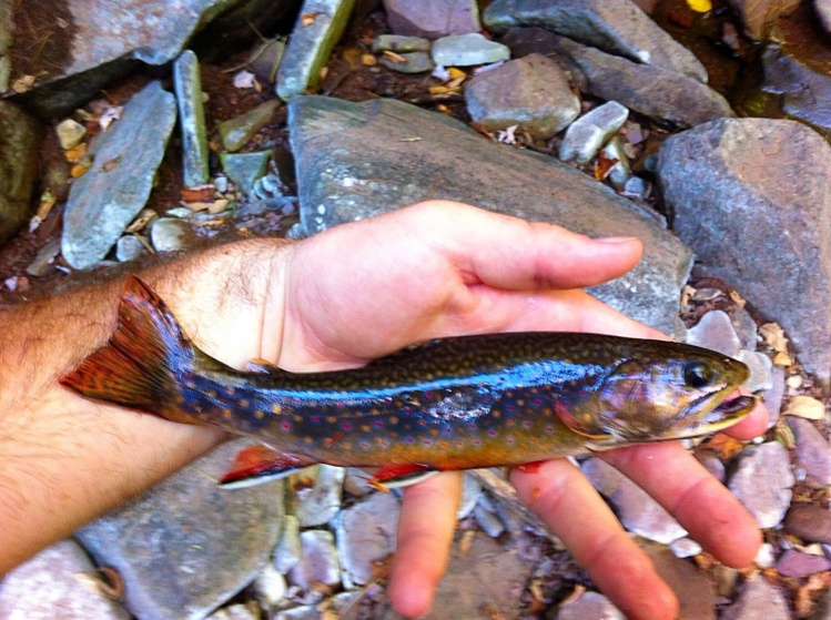 Most beautiful brookie I've ever seen. Check out my blog post about it here: <a href="https://eastcoastflyguy.wordpress.com/2014/09/28/trifecta-in-rockingham-county/">https://eastcoastflyguy.wordpress.com/2014/09/28/trifecta-in-rockingham-county/</a>