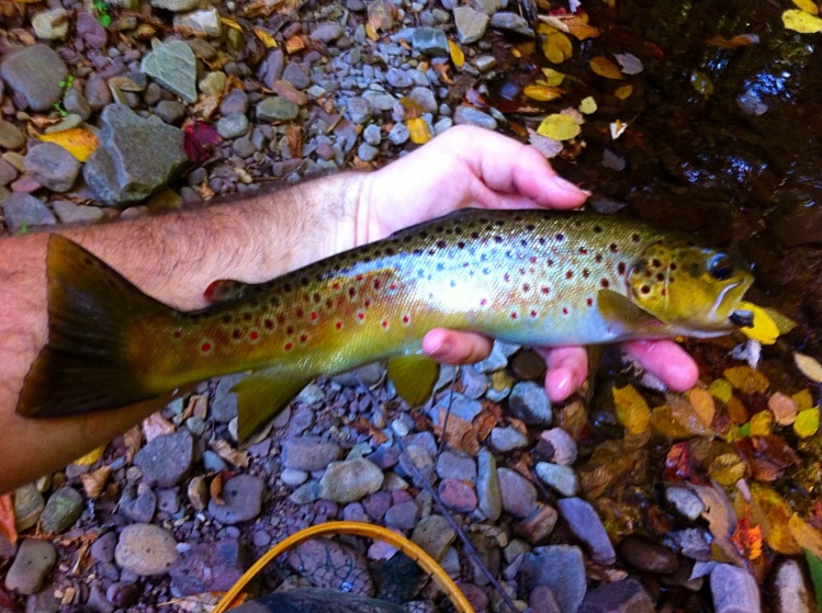 Big 14" wild brown! Check out my blog post about it here: <a href="https://eastcoastflyguy.wordpress.com/2014/09/28/trifecta-in-rockingham-county/">https://eastcoastflyguy.wordpress.com/2014/09/28/trifecta-in-rockingham-county/</a>