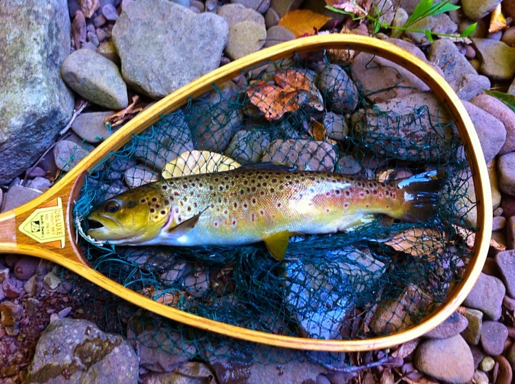 Another big wild brown pic. Check out my blog post about a blue line in Virginia: <a href="https://eastcoastflyguy.wordpress.com/2014/09/28/trifecta-in-rockingham-county/">https://eastcoastflyguy.wordpress.com/2014/09/28/trifecta-in-rockingham-county/</a>