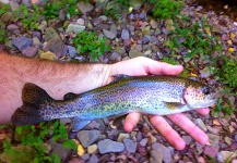  Captura de Pesca con Mosca de Trucha arcoiris por Brad Billings – Fly dreamers