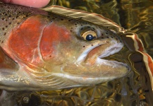  Foto de Pesca con Mosca de Trucha arcoiris compartida por Peter Kaal – Fly dreamers