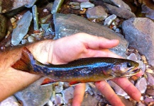  Foto de Pesca con Mosca de Trucha de arroyo o fontinalis compartida por Brad Billings – Fly dreamers