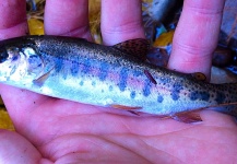  Fotografía de Pesca con Mosca de Trucha arcoiris compartida por Brad Billings – Fly dreamers