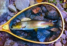  Fotografía de Pesca con Mosca de Trucha marrón por Brad Billings – Fly dreamers