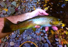  Imagen de Pesca con Mosca de Trucha marrón por Brad Billings – Fly dreamers