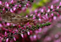 Brant Fageraas 's Good Fly-fishing Entomology Image – Fly dreamers 