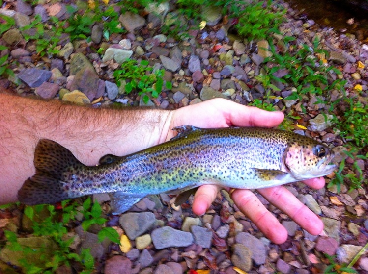 Big 12.5" wild bow. Check out my blog post about a blue line in Virginia: <a href="https://eastcoastflyguy.wordpress.com/2014/09/28/trifecta-in-rockingham-county/">https://eastcoastflyguy.wordpress.com/2014/09/28/trifecta-in-rockingham-county/</a>