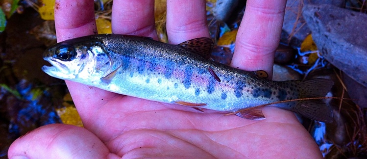 Little wild rainbow... Check out my blog post about a blue line in Virginia: <a href="https://eastcoastflyguy.wordpress.com/2014/09/28/trifecta-in-rockingham-county/">https://eastcoastflyguy.wordpress.com/2014/09/28/trifecta-in-rockingham-county/</a>