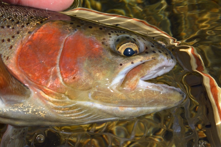 Columbia River Rainbow