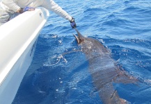  Imagen de Pesca con Mosca de Pez vela por Cristián   Rodríguez O. – Fly dreamers