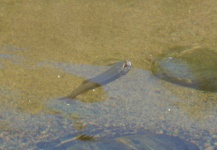 Federico Anselmino 's Fly-fishing Picture of a Rainbow trout – Fly dreamers 