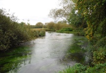 From an English chalkstream