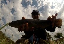 Güerino Galizzi 's Fly-fishing Pic of a Blue Wolf Fish – Fly dreamers 